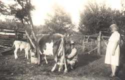 Ulick the cow, WWII homefront